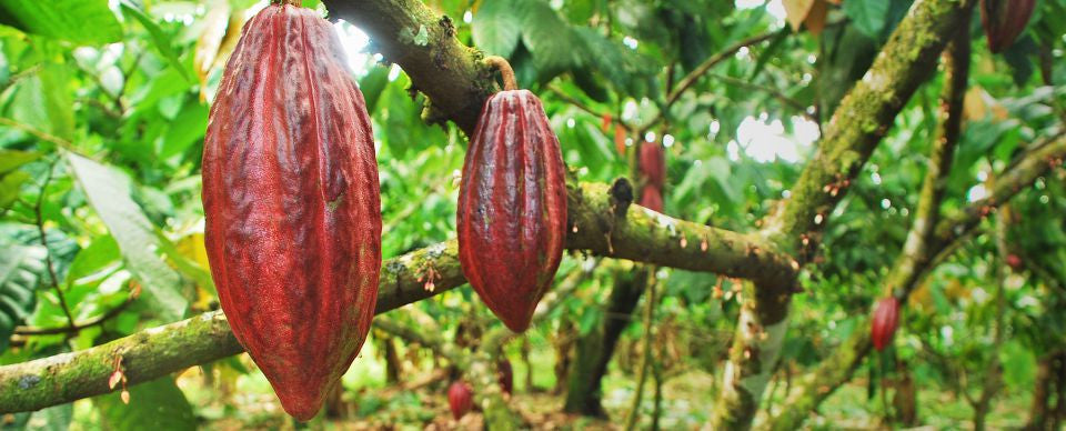 Before It Becomes Chocolate, There's a Tree.